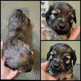 Shaded Cream - Cream male Dachshund puppy in Panama City Fl, Florida from Southern Bliss Doxies