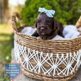 Angel - Chocolate female Goldendoodle puppy in Soddy Daisy, Tennessee from The W Doods