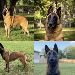 Belgian Malinois puppies from Fromage Malinois