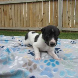 Cyclone - White and black male Greyhound puppy in Utah from K and E Kennels