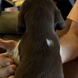 German Shorthaired Pointer Puppies from Wagoner GSP's