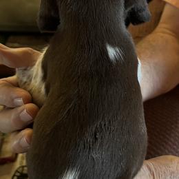 German Shorthaired Pointer Puppies from Wagoner GSP's