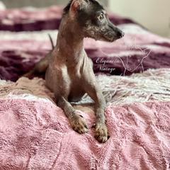 Grape - Xoloitzcuintli