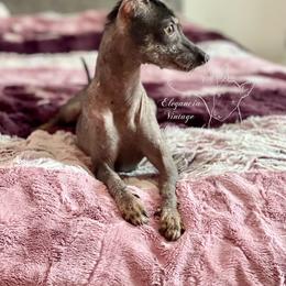 Grape - Xoloitzcuintli
