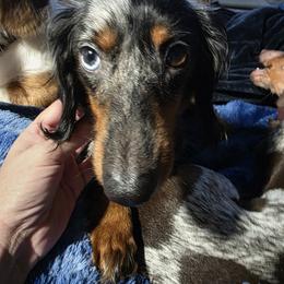 Dachshunds from ELLIES DARLIN DOXIES