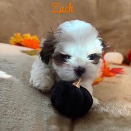 Zach - Black gold and white male Shih Tzu puppy in Pearland, Texas from Pup Paw-lace