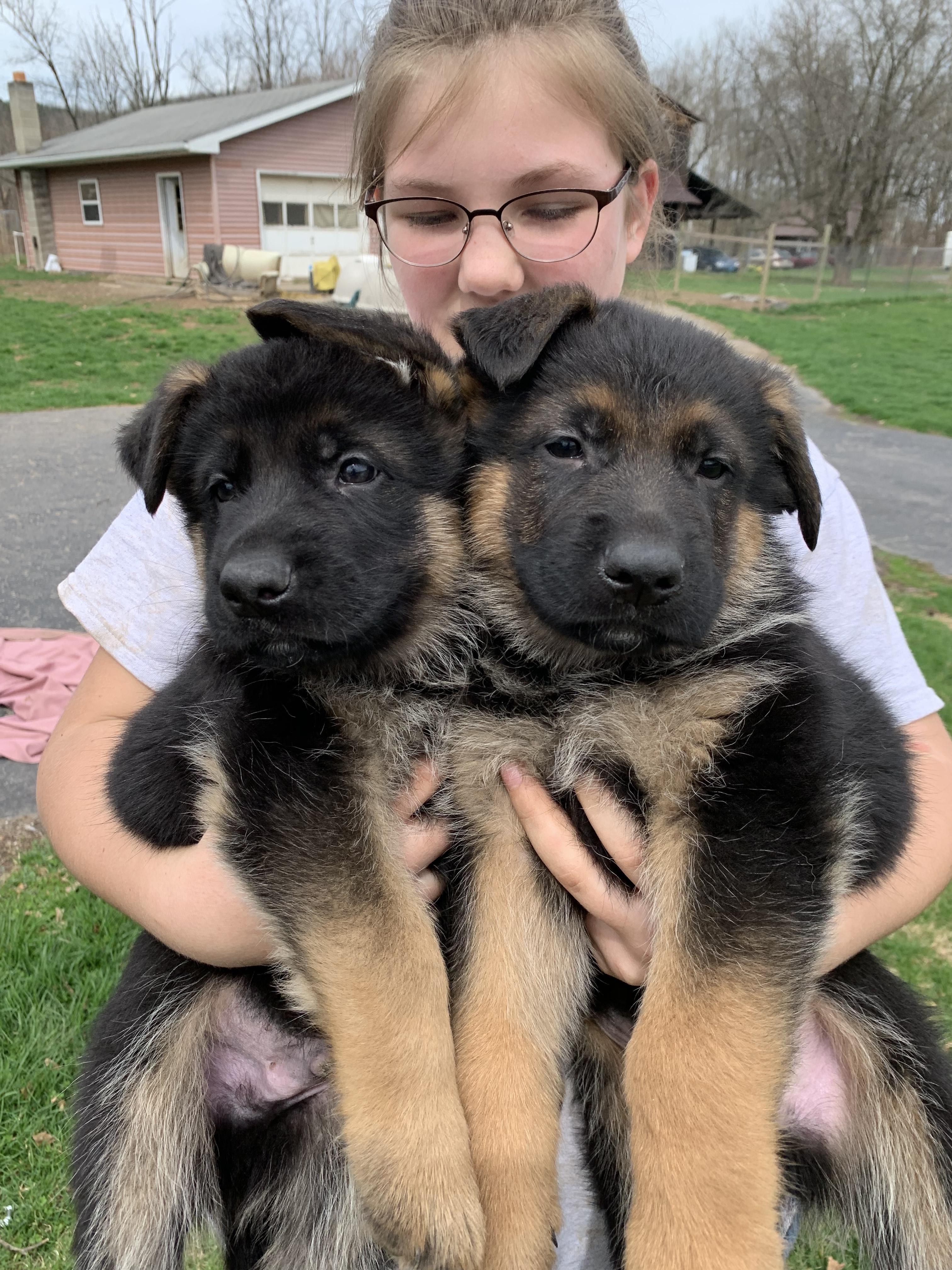 German Shepherds from Treue Herz German Shepherds