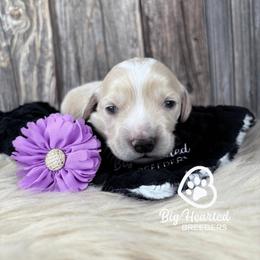Capri - Cream female Companion Cross puppy in Utah County, Utah from Big Hearted Breeders