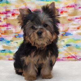 Stokes - Blue and gold male Yorkshire Terrier puppy in Monticello, Iowa from Ashley’s Puppies