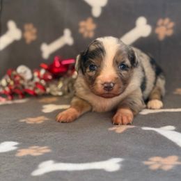 Girl 2 - Blue merle female Miniature Australian Shepherd puppy in Ellsworth, Kansas from Flying H Mini Aussies