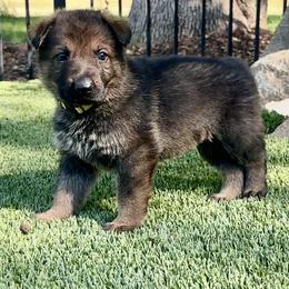 Titan - Sable male German Shepherd puppy in Sonora, California from Elite Haus K9
