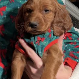 Michael aka Mike - Mahogany male Irish Setter puppy in Orem, Utah from Utah Irish Setters