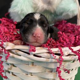 Female 3 - Black and tan female Pembroke Welsh Corgi puppy in Barstow, California from Caldwell’s Corgis of Southern California