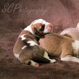 American Bully Puppies from SouthernCharm Kennel (SCP)