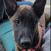 Belgian Malinois, Dutch Shepherds, and Working Dog Crosses from Wendy's Belgians and Dutch Shepherds