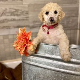 Poodle Puppies from Old Wire Puppies
