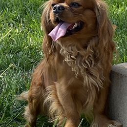 Cavalier King Charles Spaniel and Companion Cross All Grown Up from Bluffroads Cavaliers and Chiliers