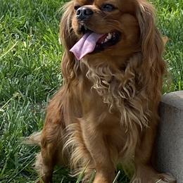 Cavalier King Charles Spaniel and Companion Cross All Grown Up from Bluffroads Cavaliers and Chiliers