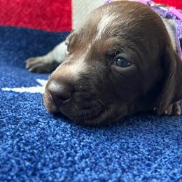 Dawn - Liver roan female German Shorthaired Pointer puppy in Dugspur, Virginia from Pilgrims Trails Shorthairs