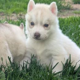 Ash - Red and white female Siberian Husky puppy in Wisconsin from Liberty Siberians