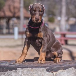 Doberman Pinscher and Labrador Retriever Puppies from GFDutton Retrievers & Dalla Grazia Dobermans