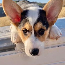 Pembroke Welsh Corgi Puppies from Boehm’s Pembroke corgis