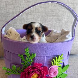 Girl 2 - Black tan and white female Biewer Terrier puppy in Litchfield Park, Arizona from Phoenix Golden Retriever & Biewer Terriers
