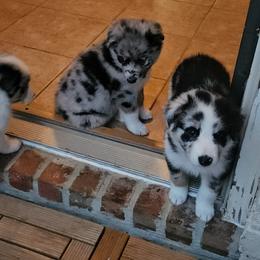 Australian Shepherd Puppies from Cali's Australian Shepherds