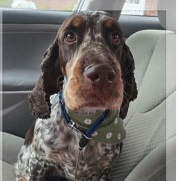 Roxy - Liver white and tan female English Springer Spaniel puppy in Statesville, North Carolina from BAR Z Springers