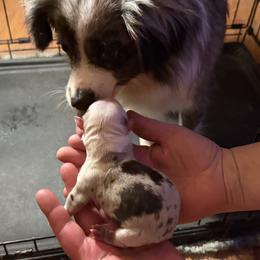 Daisy - Blue merle female Toy Australian Shepherd puppy in Cedar Creek, Texas from Rowdy Ranch Tx