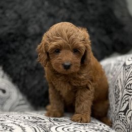 Goldendoodle Puppies from Karmadoodlee