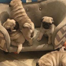 Pug Puppies from Pickwick Pugs