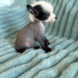 Joe blue eyes true hairless - Black and white male Chinese Crested puppy in Aberdeen, Idaho from Willow Creek Cresteds