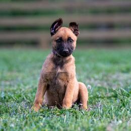 N-Purple Female - Yellow female Dutch Shepherd puppy in Alum Creek, West Virginia from Stay Wild K9
