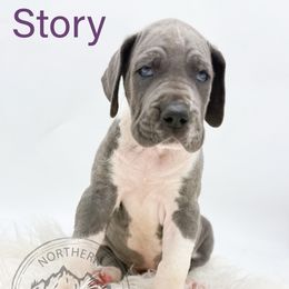 Story - Blue female Great Dane puppy in Sac City, Iowa from Northern Great Danes of Colorado & Iowa