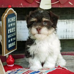 Havanese Puppies from KingsKids Havanese
