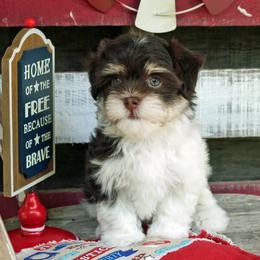 Havanese Puppies from KingsKids Havanese
