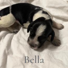 Girl 1 - female English Springer Spaniel puppy in Arcadia, Florida from Redemption Fields Springer Spaniels