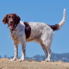 Drentsche Patrijshonds from California Drents