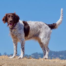 Drentsche Patrijshonds from California Drents