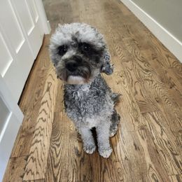 Huck - Cavapoo