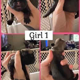 Girl 1 - Fawn female Pug puppy in Winter Haven, Florida from Lisa's Pugalicious Pugs