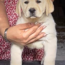 Labrador Retriever Puppies from Flashylabs AKC GRAND CHAMPION SIRED