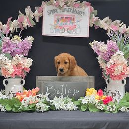 Golden Retriever Puppies from KP Golden Retrievers
