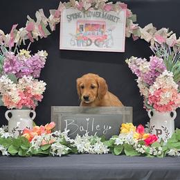 Golden Retriever Puppies from KP Golden Retrievers
