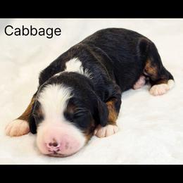Cabbage - Tri-color male Bernedoodle puppy in Roseburg, Oregon from Lookingglass Doodles