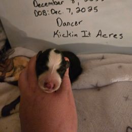 Dancer - Black female Border Collie puppy in Chariton, Iowa from Kickin It Acres BCs