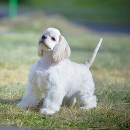 Cocker Spaniel Puppies from Doc's Cockers
