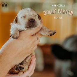 Labrador Retriever Puppies from Parsons Farmstead Retrievers