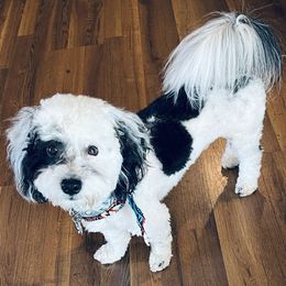 Tux - Havanese